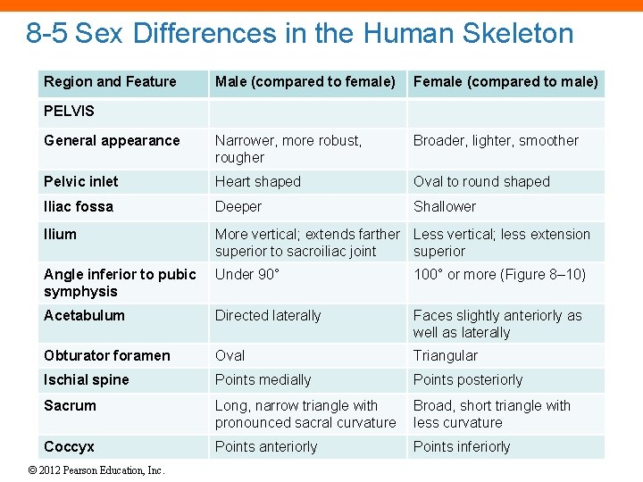 8 -5 Sex Differences in the Human Skeleton Region and Feature Male (compared to