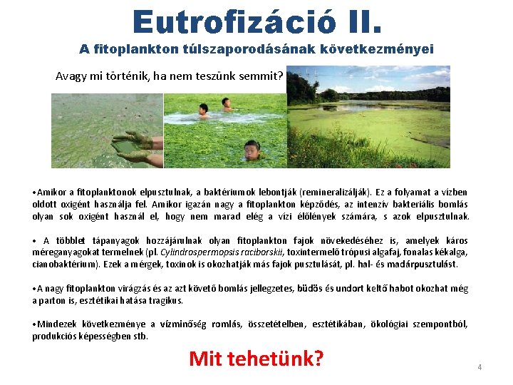 Eutrofizáció II. A fitoplankton túlszaporodásának következményei Avagy mi történik, ha nem teszünk semmit? •