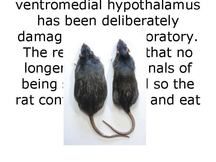 ventromedial hypothalamus has been deliberately damaged in the laboratory. The result is a rat