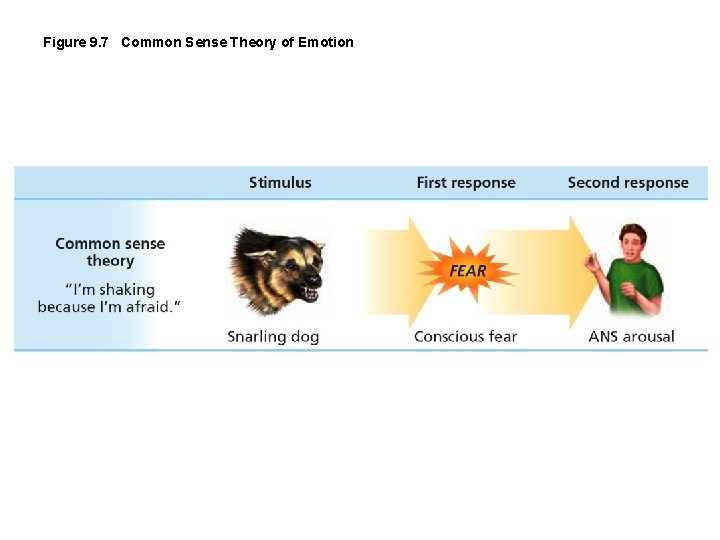 Figure 9. 7 Common Sense Theory of Emotion 