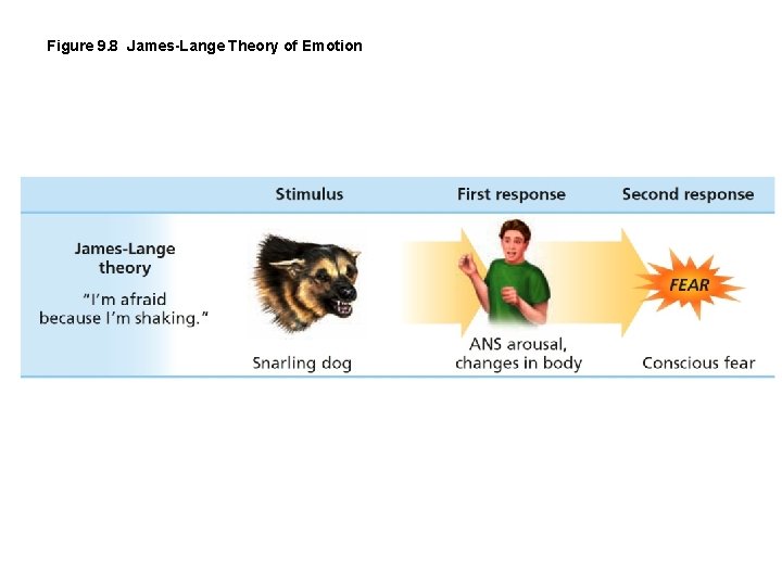 Figure 9. 8 James-Lange Theory of Emotion 