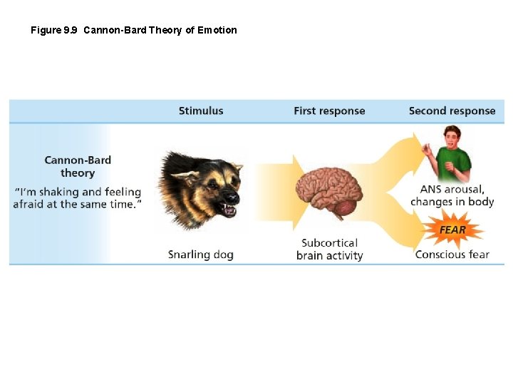 Figure 9. 9 Cannon-Bard Theory of Emotion 