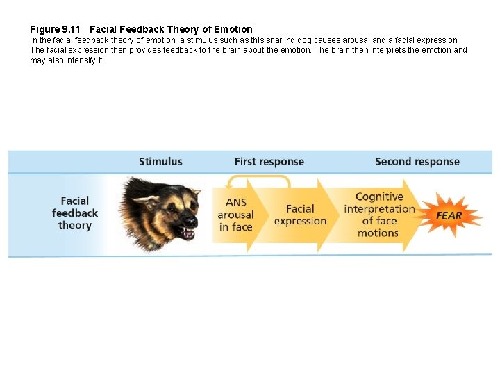 Figure 9. 11 Facial Feedback Theory of Emotion In the facial feedback theory of
