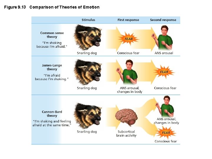 Figure 9. 13 Comparison of Theories of Emotion 