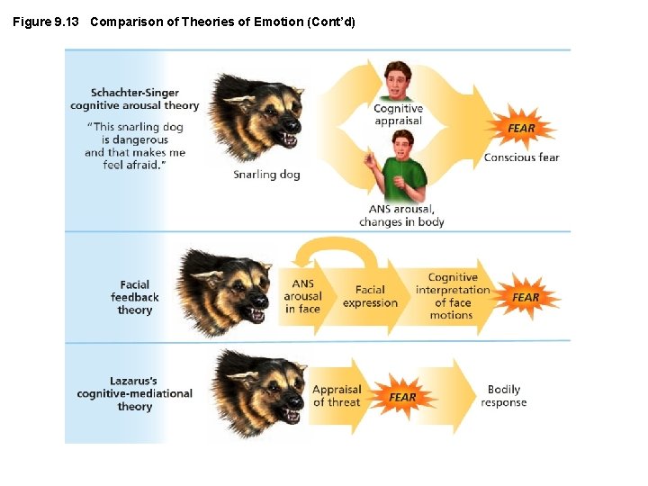 Figure 9. 13 Comparison of Theories of Emotion (Cont’d) 