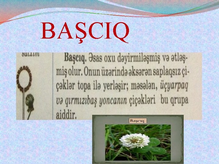 BAŞCIQ 