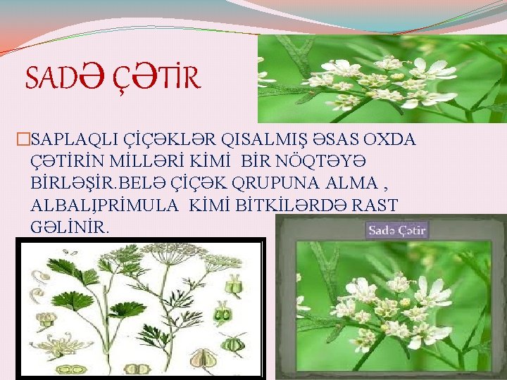 SADƏ ÇƏTİR �SAPLAQLI ÇİÇƏKLƏR QISALMIŞ ƏSAS OXDA ÇƏTİRİN MİLLƏRİ KİMİ BİR NÖQTƏYƏ BİRLƏŞİR. BELƏ