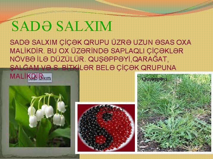 SADƏ SALXIM ÇİÇƏK QRUPU ÜZRƏ UZUN ƏSAS OXA MALİKDİR. BU OX ÜZƏRİNDƏ SAPLAQLI ÇİÇƏKLƏR