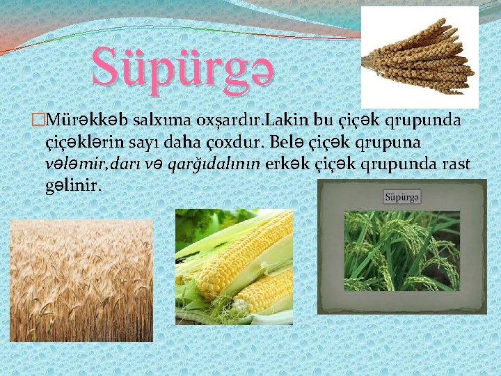 Süpürgə �Mürəkkəb salxıma oxşardır. Lakin bu çiçək qrupunda çiçəklərin sayı daha çoxdur. Belə çiçək