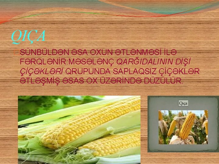 QIÇA �SÜNBÜLDƏN ƏSA OXUN ƏTLƏNMƏSİ İLƏ FƏRQLƏNİR: MƏSƏLƏNÇ QARĞIDALININ DİŞİ ÇİÇƏKLƏRİ QRUPUNDA SAPLAQSIZ ÇİÇƏKLƏR