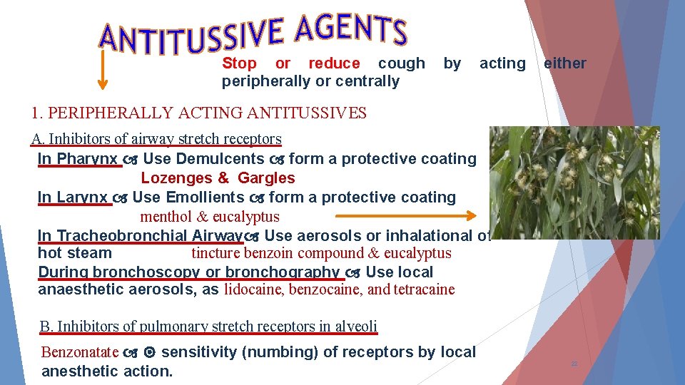 Stop or reduce cough peripherally or centrally by acting either 1. PERIPHERALLY ACTING ANTITUSSIVES