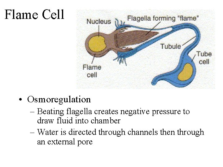 Flame Cell • Osmoregulation – Beating flagella creates negative pressure to draw fluid into