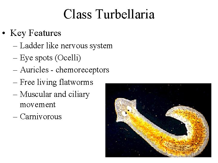 Class Turbellaria • Key Features – Ladder like nervous system – Eye spots (Ocelli)