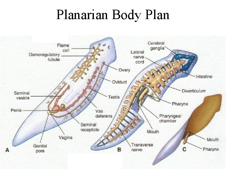 Planarian Body Plan 