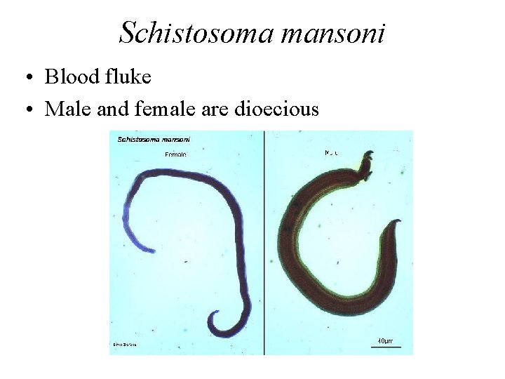 Schistosoma mansoni • Blood fluke • Male and female are dioecious 