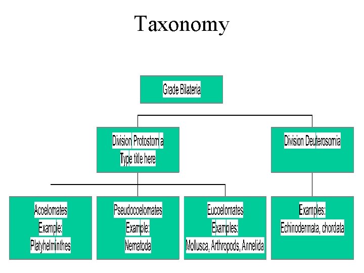 Taxonomy 