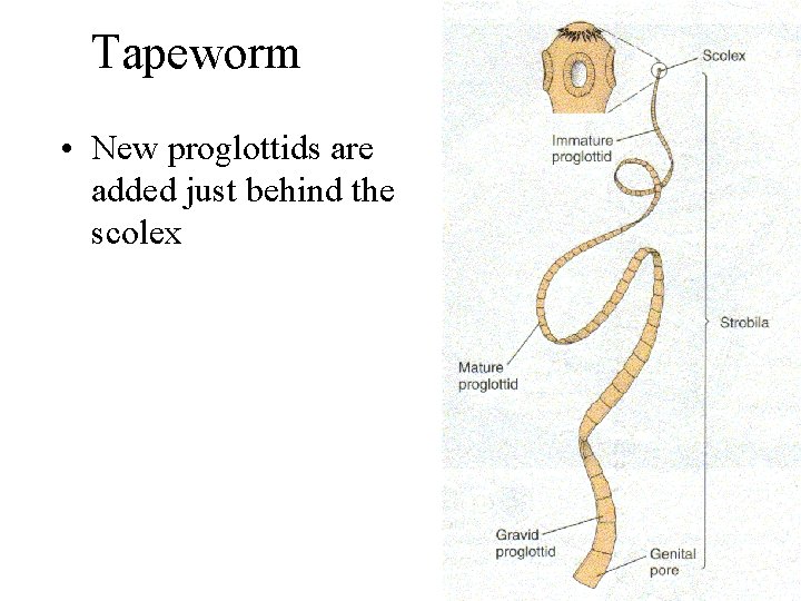 Tapeworm • New proglottids are added just behind the scolex 