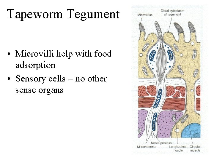 Tapeworm Tegument • Microvilli help with food adsorption • Sensory cells – no other