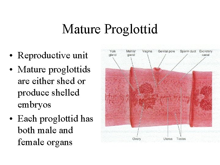 Mature Proglottid • Reproductive unit • Mature proglottids are either shed or produce shelled