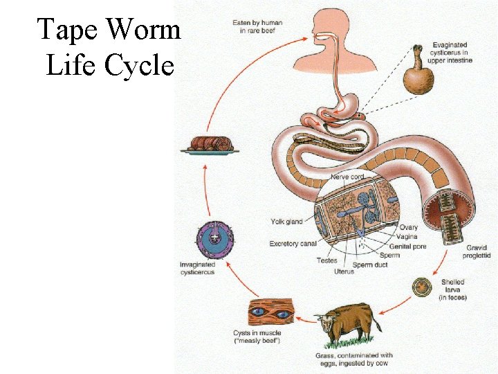 Tape Worm Life Cycle 