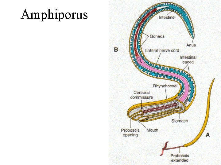 Amphiporus 