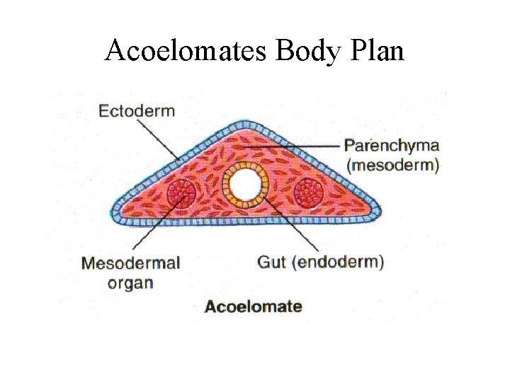 Acoelomates Body Plan 