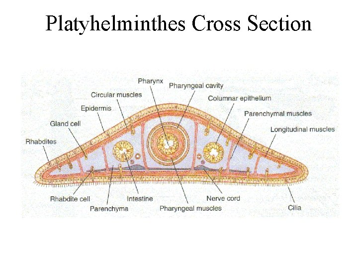 Platyhelminthes Cross Section 