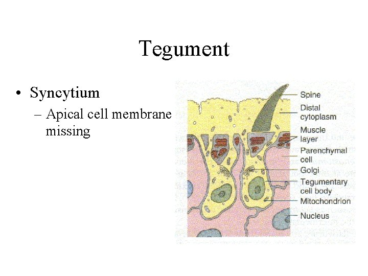 Tegument • Syncytium – Apical cell membrane missing 