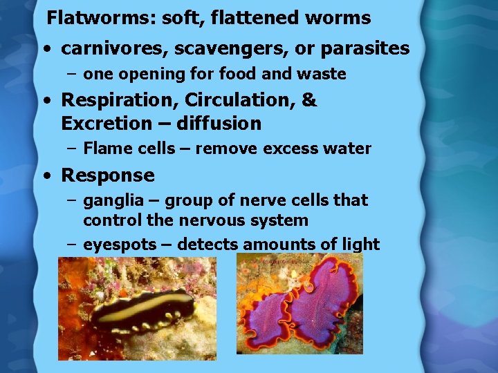 Flatworms: soft, flattened worms • carnivores, scavengers, or parasites – one opening for food