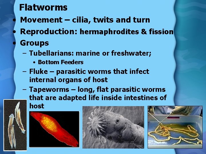 Flatworms • Movement – cilia, twits and turn • Reproduction: hermaphrodites & fission •