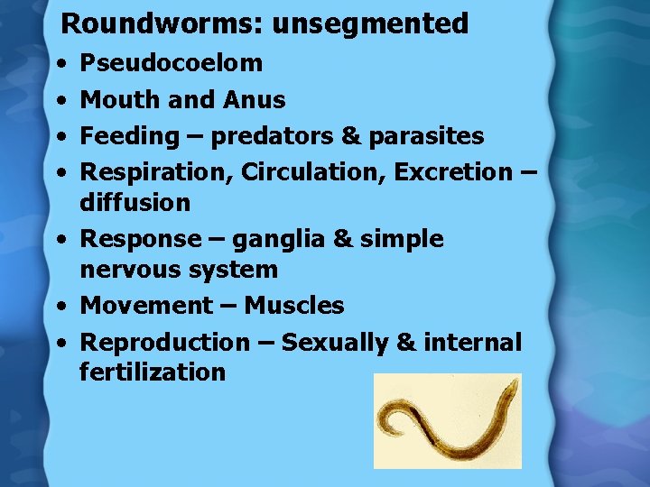 Roundworms: unsegmented • • Pseudocoelom Mouth and Anus Feeding – predators & parasites Respiration,