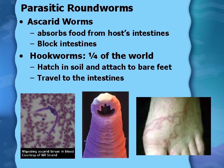 Parasitic Roundworms • Ascarid Worms – absorbs food from host’s intestines – Block intestines