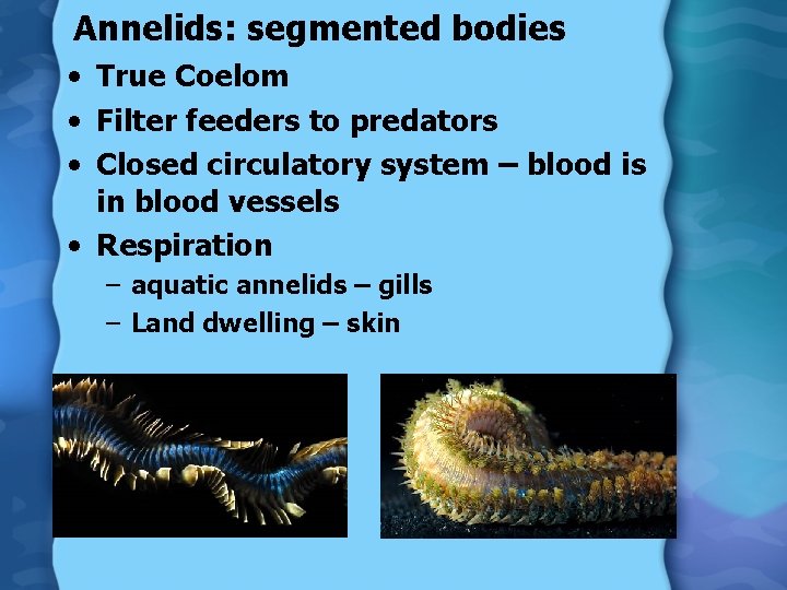 Annelids: segmented bodies • True Coelom • Filter feeders to predators • Closed circulatory