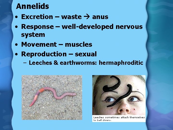 Annelids • Excretion – waste anus • Response – well-developed nervous system • Movement