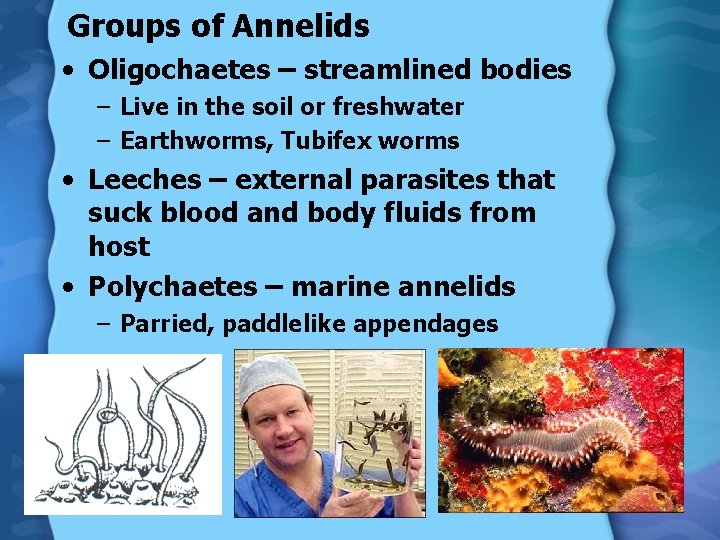 Groups of Annelids • Oligochaetes – streamlined bodies – Live in the soil or