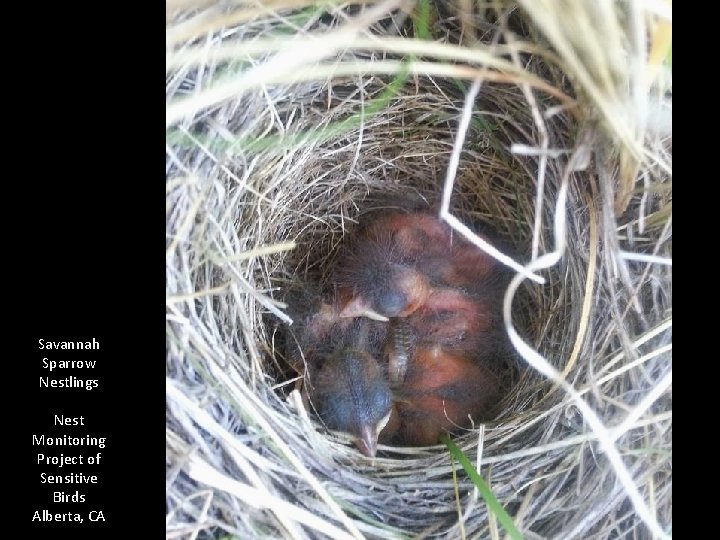 Savannah Sparrow Nestlings Nest Monitoring Project of Sensitive Birds Alberta, CA 