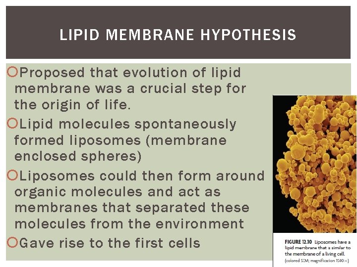LIPID MEMBRANE HYPOTHESIS Proposed that evolution of lipid membrane was a crucial step for LIPID MEMBRANE HYPOTHESIS Proposed that evolution of lipid membrane was a crucial step for