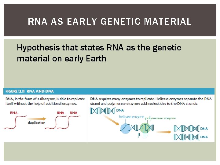 RNA AS EARLY GENETIC MATERIAL Hypothesis that states RNA as the genetic material on RNA AS EARLY GENETIC MATERIAL Hypothesis that states RNA as the genetic material on
