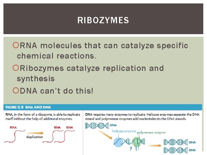 RIBOZYMES RNA molecules that can catalyze specific chemical reactions. Ribozymes catalyze replication and synthesis RIBOZYMES RNA molecules that can catalyze specific chemical reactions. Ribozymes catalyze replication and synthesis