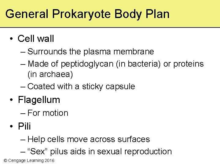 General Prokaryote Body Plan • Cell wall – Surrounds the plasma membrane – Made