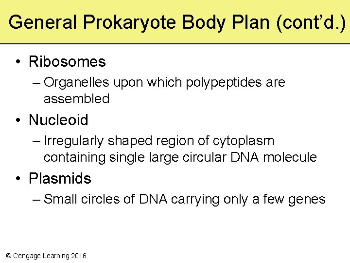 General Prokaryote Body Plan (cont’d. ) • Ribosomes – Organelles upon which polypeptides are