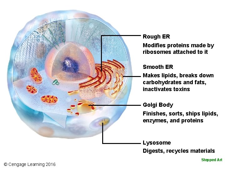 Rough ER Modifies proteins made by ribosomes attached to it Smooth ER Makes lipids,