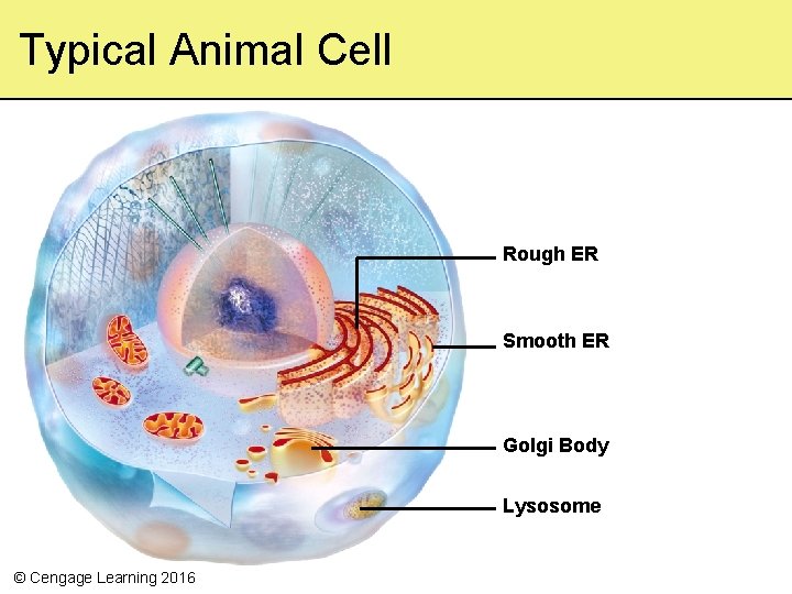 Typical Animal Cell Rough ER Smooth ER Golgi Body Lysosome © Cengage Learning 2016