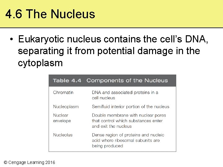 4. 6 The Nucleus • Eukaryotic nucleus contains the cell’s DNA, separating it from