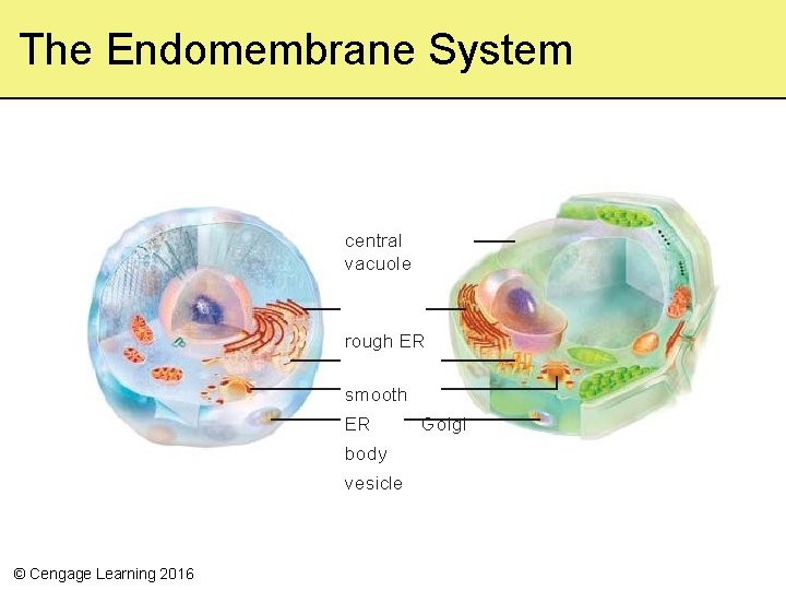 The Endomembrane System central vacuole rough ER smooth ER body vesicle © Cengage Learning