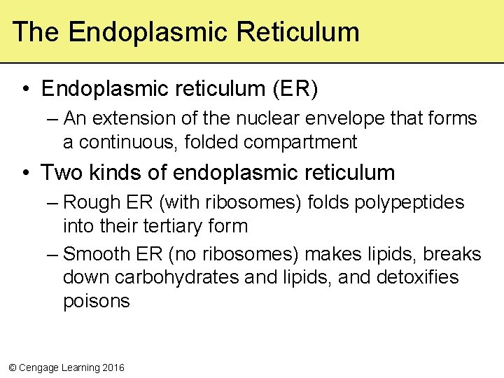 The Endoplasmic Reticulum • Endoplasmic reticulum (ER) – An extension of the nuclear envelope