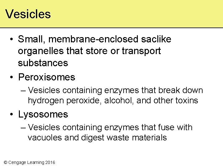 Vesicles • Small, membrane enclosed saclike organelles that store or transport substances • Peroxisomes