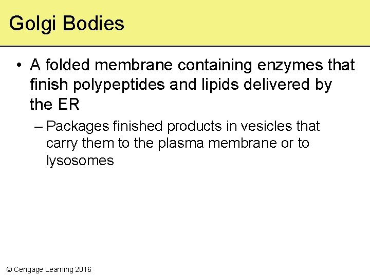 Golgi Bodies • A folded membrane containing enzymes that finish polypeptides and lipids delivered