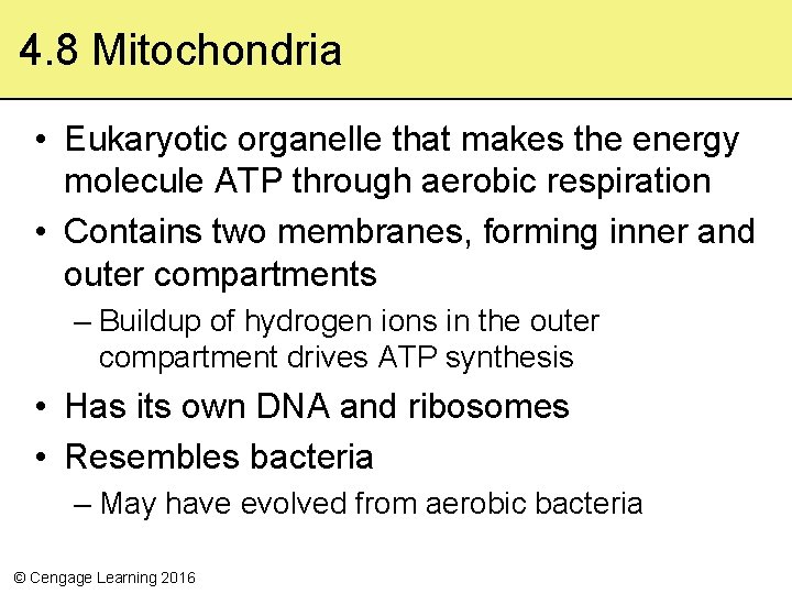 4. 8 Mitochondria • Eukaryotic organelle that makes the energy molecule ATP through aerobic