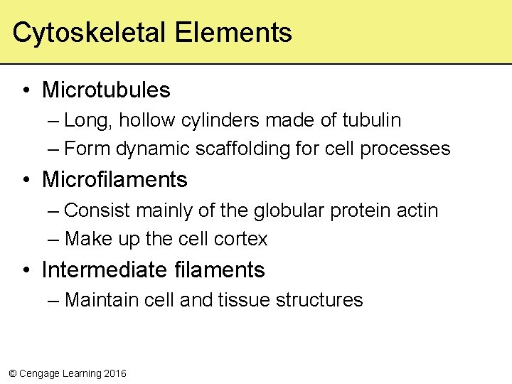 Cytoskeletal Elements • Microtubules – Long, hollow cylinders made of tubulin – Form dynamic